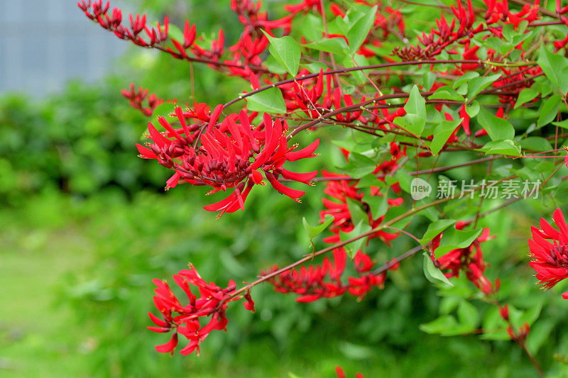 珊瑚树花/ Erythrina x Bidwillii